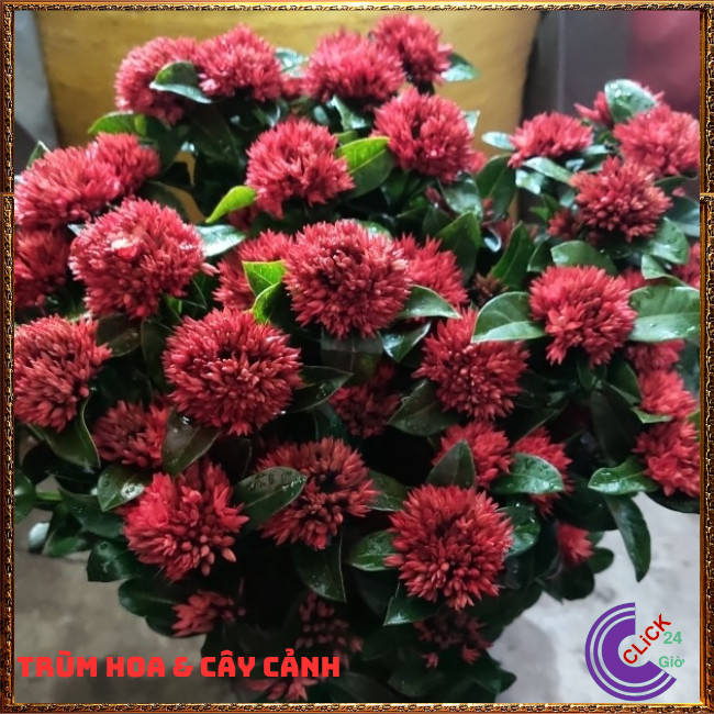CHẬU HOA TRANG SEN BÔNG MẪU ĐƠN SEN CÁNH KÉP NỞ RẤT LÂU TÀN QUANH NĂM📕 Hoa Mười Giờ Bonsai & Phụ Kiện