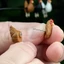 Treeling Phim hoạt hình thu nhỏ Fowl Ear Studs Thiết kế sành điệu Trường làm việc phù hợp Tập hợp xã hội