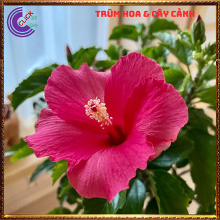 Chậu hoa râm bụt sen cánh đơn bông bụp thái đại hồng hoa cẩm quỳ khủng⌛Siêu Thị Hoa Và Cây Giống