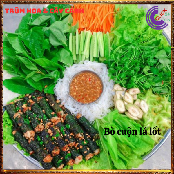 Chậu rau lá lốt hương vị thơm ngon ăn nên vị thuốc ⏰Hoa Mười Giờ Bonsai & Phụ Kiện