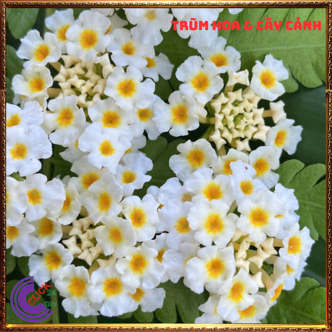 CHẬU TRÂM ỔI TRẮNG KEM THƠM NGÁT BỘ SƯU TẬP NGŨ SẮC 50 MÀU RỰC RỠ⏳ TRÙM HOA VÀ CÂY CẢNH