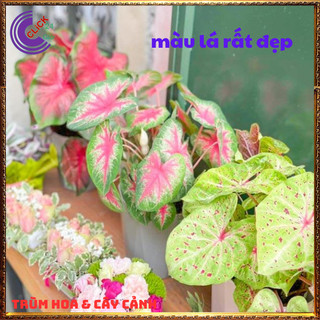 CHẬU MÔN ĐỐM KIỂNG ĐỂ BÀN HÚT KHÍ ĐỘC TIỂU CẢNH XINH XẮN⏰Hoa Mười Giờ Bonsai & Phụ Kiện