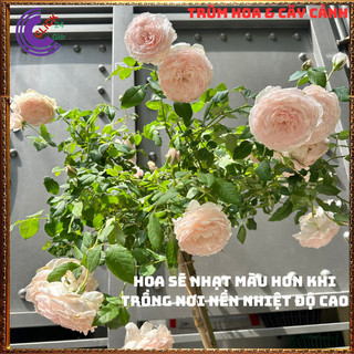 Chậu hoa hồng Nhật Misaki rose nguyên bản thơm hoa quả ngọt ngào 🕰Yêu Nhà Yêu Hoa