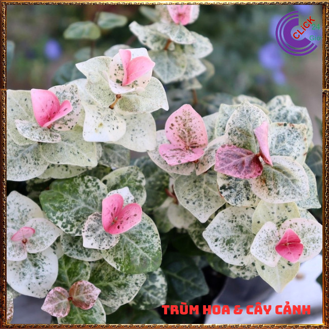 COMBO 2 CHẬU THẰN LẰN CẨM THẠCH TUYỆT ĐẸP DÂY LEO TƯỜNG XINH XẮN⏰Hoa Mười Giờ Bonsai & Phụ Kiện