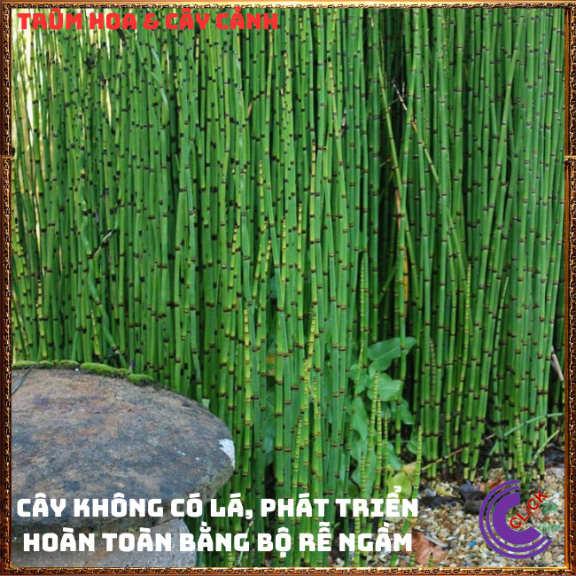 Chậu Cây Thiền Trúc cây cỏ tháp bút trồng làm hàng rào xua đuổi tà ma⏰ TRÙM HOA VÀ CÂY CẢNH