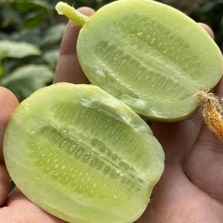 [nội địa Trung ] - Hạt giống Dưa leo Ngọc Nữ, giống siêu quả trồng quanh năm