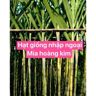 [HẠT NỘI ĐỊA TRUNG] - Hạt giống mía Hoàng Kim (HG nhập ngoại) gói 20 Hạt dòng mía cao sản rất ngọt