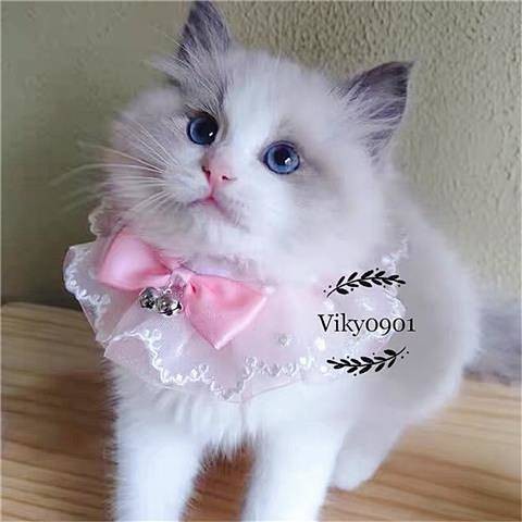 【Ready Stock】 Pet Dog Teddy Princess Lace Saliva Towel Muppet Cat Cute Scarf Bow Triangular Binder Bib Collar oOV8