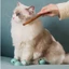Điều chỉnh hàng đầu cho mèo Vỏ bảo vệ đầu cho mèo Mõm ngăn ngừa cắn để chải lông