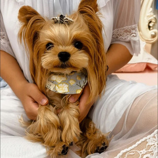 Kẹp Tóc Cho Chó Nơ Chó Dễ Thương Trong Tóc - Phụ Kiện Cho Chó Cho Yorkie Puppy Poodle Mèo Chó Thú Cưng Mũ Đội Đầu