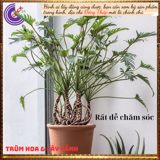 Chậu Trầu Bà Tay Phật Lá Xẻ Khía Lạ Mắt Hút Bức Xạ Của Đồ Điện Tử💍 SHOP PP ONLINE CLICK 24 GIỜ
