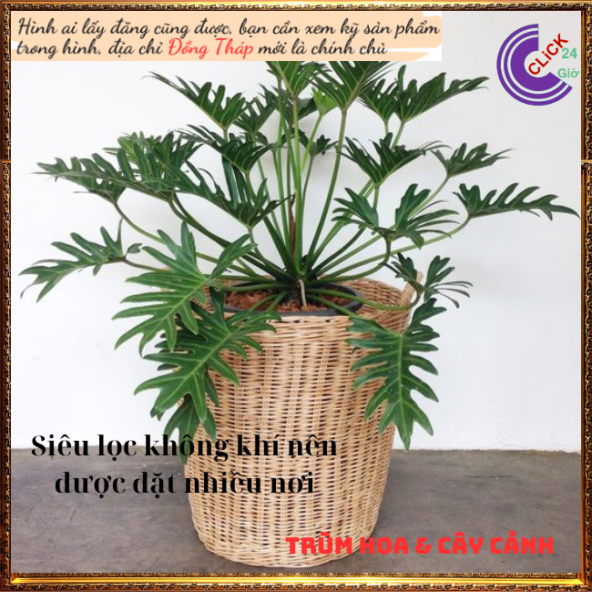 Chậu Trầu Bà Thanh Xuân Trang Trí Trong Nhà Hút Bức Xạ Của Đồ Điện Tử⏰ TRÙM HOA VÀ CÂY CẢNH