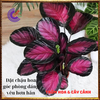 Cây đuôi công hồng để bàn làm việc, trồng trong nhà lọc không khí tốt️💄 Siêu Thị Hoa