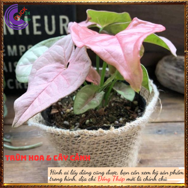 Chậu trầu bà hồng phú quý trồng trong nhà cây để bàn màu dễ thương ⏰ Hoa Mười Giờ Bonsai & Phụ Kiện