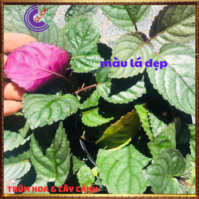 2 CHẬU CÂY TRÀ DR THANH THƠM NGON GIẢI ĐỘC BÁN TỰ CẢNH DỄ TRỒNG⏰TRÙM HOA VÀ CÂY CẢNH