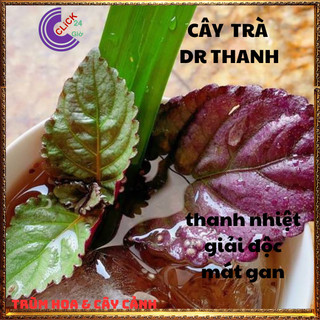 2 CHẬU CÂY TRÀ Ô LONG DÙNG NẤU NƯỚC SÂM GIẢI NHIỆT HƯƠNG DR THANH️💎Siêu Thị Hoa