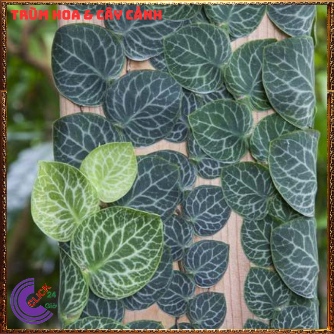 Chậu TẮC KÈ GẤM LÁ KHỔNG LỒ cao 60cm dây leo bám tường họ thằn lằn⏰TRÙM HOA VÀ CÂY CẢNH