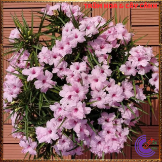 CHẬU HOA CHIỀU HỒNG NHẤT XINH HỒNG DẠ YẾN THẢO MEXICO SỐNG MÃNH LIỆT⏰ Hoa Mười Giờ Bonsai & Phụ Kiện