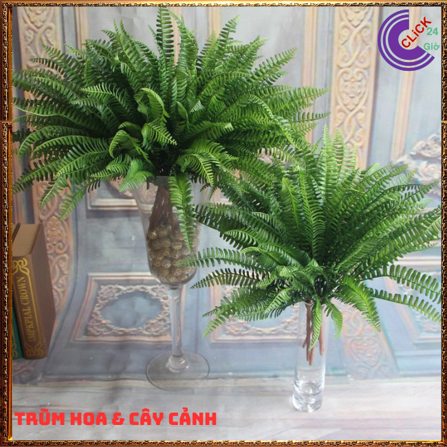 CHẬU DƯƠNG XỈ LÁ ME TRANG TRÍ ĐA NĂNG THÍCH HỢP MỌI NƠI⏰ TRÙM HOA VÀ CÂY CẢNH