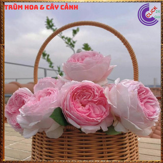 Chậu hoa hồng Nhật Misaki rose nguyên bản thơm hoa quả ngọt ngào ️💄Siêu Thị Hoa