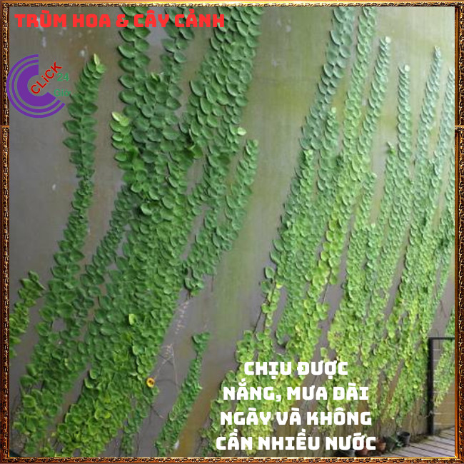 Dây thằn lằn lá to dây leo tường vảy ốc khỏe mạnh dễ trồng⏰Hoa Mười Giờ Bonsai & Phụ Kiện