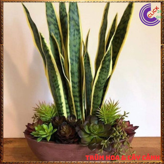 CHẬU CÂY LƯỠI HỔ CAO HƠN 50 CM CÓ NHIỀU CÂY LỚN KHỎE KHỬ ĐỘC TRỪ TÀ 🍈Siêu Thị Hoa Và Cây Giống