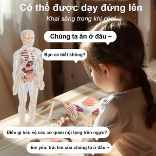 【BabyJoy】Mô Hình Lắp Ghép Giải Phẫu Cơ Thể Người Có Thể Tháo Rời,Mô hình người,Mô hình giải phẫu cơ thể người