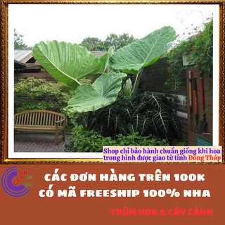 CHẬU CÂY RÁY VOI TRỒNG TRONG NHÀ MANG ĐIỀU MAY MẮN LỌC KHÔNG KHÍ ️💎Siêu Thị Hoa