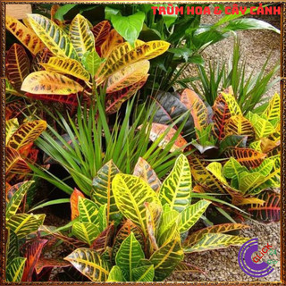 CHẬU CÂY CÔ TÒNG VÀNG ANH LÁ MÍT LỌC KHÔNG KHÍ CÔNG VIỆC SUÔNG SẺ️️🥁{{store}]