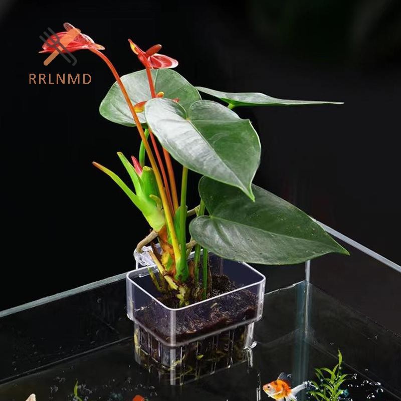 Rrlnmd al Cá Bể Cá Cỏ Nước Plang Cốc Chăn Nuôi Hộp Cách Ly Cây Cá Cảnh Quan Trang Trí MỚI