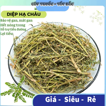 Diệp hạ châu cây chó đẻ răng cưa đánh bay sỏi thận tốt cho gan, hạ men gan lợi tiểu xanh thơm sạch DHC