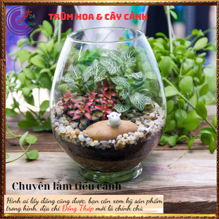 3 chậu may mắn trồng để bàn hút tia điện từ máy tính, làm tiểu cảnh ️️🥁 MiMa market