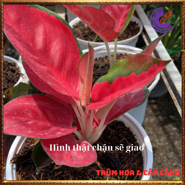 Cây Hồng Phát Lộc Đem Lại May Mắn Tài Lộc Để Bàn Lọc Không Khí ⏰ Hoa Mười Giờ Bonsai & Phụ Kiện