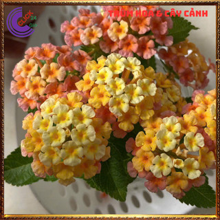 CHẬU TRÂM ỔI VÀNG CAM MƠ THƠM NGÁT SƯU TẦM NGŨ SẮC 50 MÀU RỰC RỠ️⚜️Siêu Thị Hoa Và Cây Giống