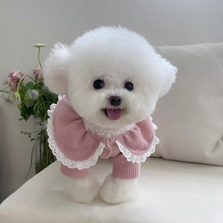 Áo len ren mùa thu đông, thích hợp cho quần áo thú cưng cho chó nhỏ như Bichon, Teddy