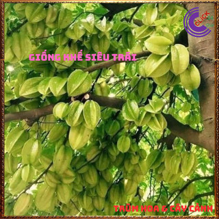 Chậu Cây Khế NGỌT Siêu Trái Cao 70 cm khỏe đẹp Nhiều dinh dưỡng🍉MiMa market