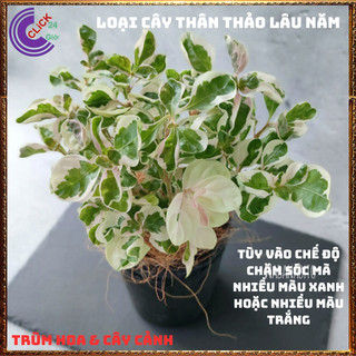CHẬU CÂY CẨM THẠCH TRƯỜNG SINH THU HÚT TIỀN TÀI ĐEM LẠI MAY MẮN 🕰Yêu Nhà Yêu Hoa