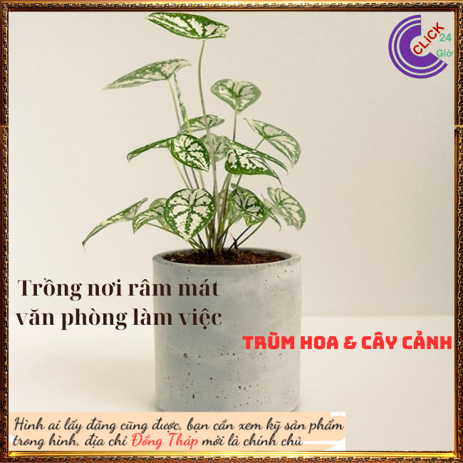 2 Chậu Cây Môn Đốm Trắng Mini Chậu Giao có nhiều cây tách ra rất hời⏰ Hoa Mười Giờ Bonsai & Phụ Kiện