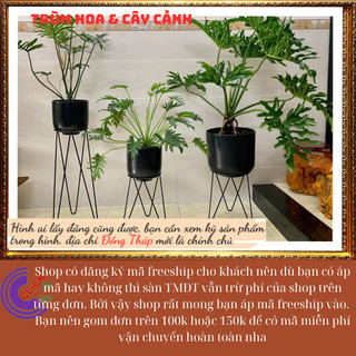 Chậu Trầu Bà Thanh Xuân Trang Trí Trong Nhà Hút Bức Xạ Của Đồ Điện Tử️️🥁 MiMa market