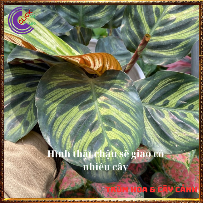 Chậu đuôi công khổng tước cây trồng trong nhà mang đến thịnh vượng ⏰ TRÙM HOA VÀ CÂY CẢNH
