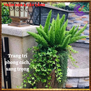Chậu Cây Tùng Đuôi Chồn Để Bàn Cây Đuôi Cáo Cây Phát Tài Sung Túc💍SHOP PP ONLINE CLICK 24 GIỜ