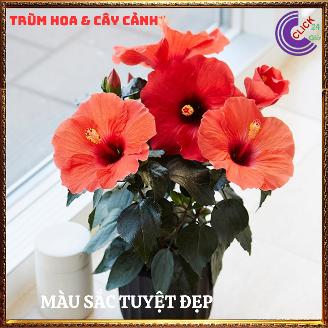 Chậu hoa râm bụt Cam cánh đơn bông bụp thái đại hồng hoa cẩm quỳ to⏰TRÙM HOA VÀ CÂY CẢNH