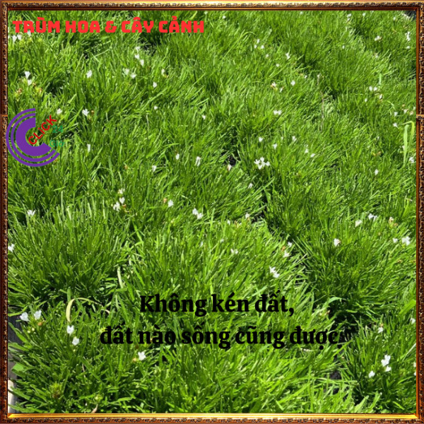 Chậu Cỏ Mây Mỹ Sum Sê Siêu Cỏ Nền Xinh Xắn Đẹp Thanh Tao và Sang Trọng⏰TRÙM HOA VÀ CÂY CẢNH