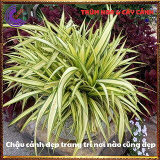 CHẬU DỨA SỌC VÀNG TƯƠI SÁNG NỔI BẬT DỨA ĐẠI PHÁT SIÊU DỄ TRỒNG🕰 Yêu Nhà Yêu Hoa