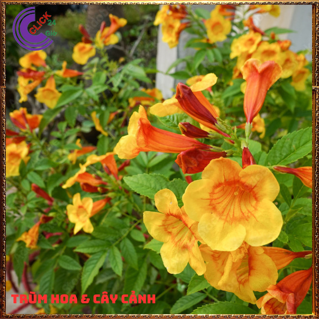 CHẬU HOA CHUÔNG CAM HOÀNG YẾN NỞ RỘ RỰC RỠ QUANH NĂM DỄ TRỒNG⏰ Hoa Mười Giờ Bonsai & Phụ Kiện