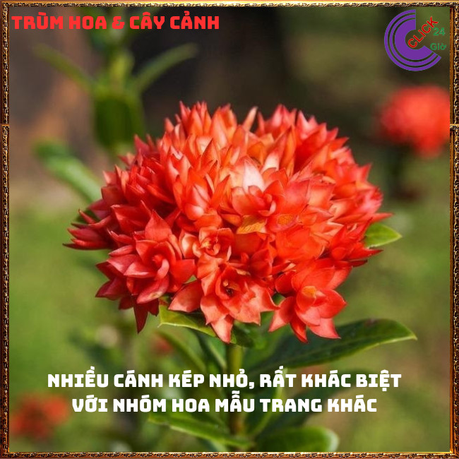 CHẬU HOA TRANG SEN BÔNG MẪU ĐƠN SEN CÁNH KÉP NỞ RẤT LÂU TÀN QUANH NĂM📕 Hoa Mười Giờ Bonsai & Phụ Kiện