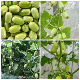 [nội địa Trung ] - Hạt giống Dưa leo Ngọc Nữ, giống siêu quả trồng quanh năm
