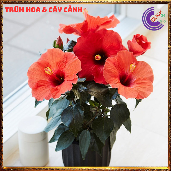 Cây hoa dâm bụt Cam cánh đơn bông bụp thái đại hồng hoa cẩm quỳ to⏰Hoa Mười Giờ Bonsai & Phụ Kiện