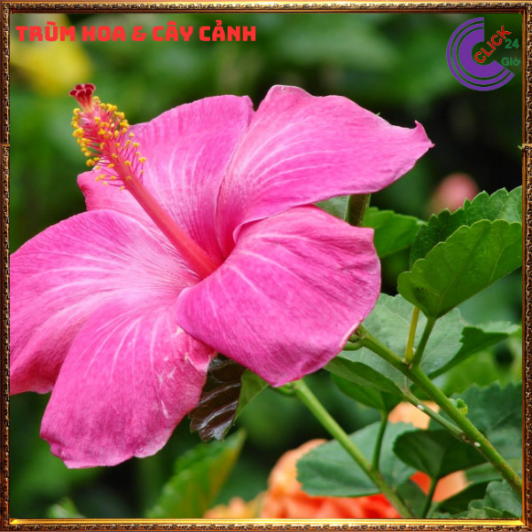 Chậu hoa râm bụt sen cánh đơn bông bụp thái đại hồng hoa cẩm quỳ khủng⏰TRÙM HOA VÀ CÂY CẢNH