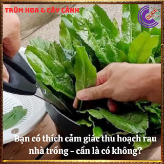 Chậu rau ngò gai hương thơm đặc biệt cho món ăn và là dược liệu quý 💍SHOP PP ONLINE CLICK 24 GIỜ